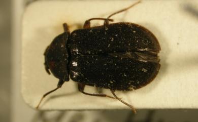 Mataeopsephus esakii Nakane, 1964 江崎氏扁泥蟲