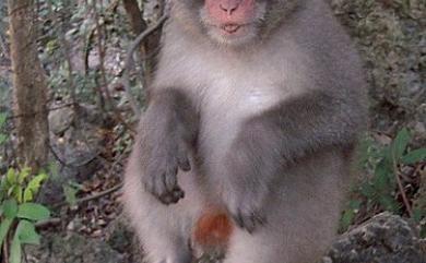 Macaca cyclopis (Swinhoe, 1862) 臺灣獼猴