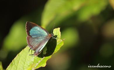 Neozephyrus taiwanus (Wileman, 1908) 臺灣榿翠灰蝶