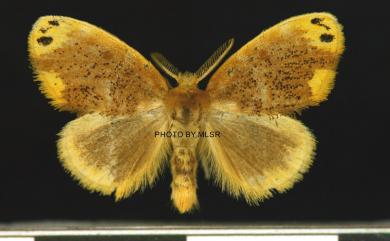 Arna bipunctapex Hampson, 1891 雙斑黃毒蛾