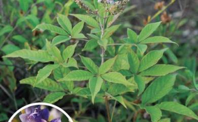 Vitex negundo L. 黃荊