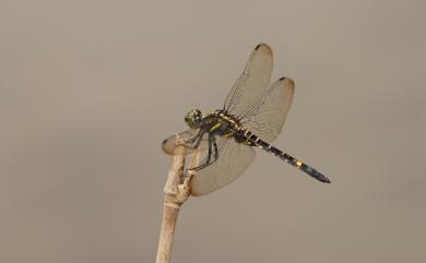 Onychothemis testacea tonkinensis Martin, 1904 琥珀蜻蜓