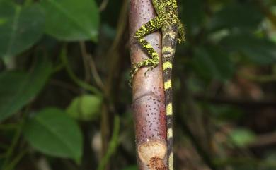 Diploderma swinhonis (Günther, 1864) 斯文豪氏攀蜥