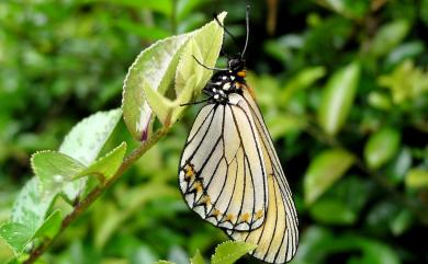 Acraea issoria formosana (Fruhstorfer, 1912) 苧麻珍蝶