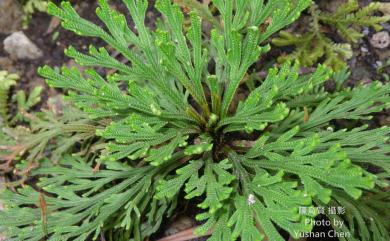 Selaginella tamariscina (P.Beauv.) Spring 萬年松