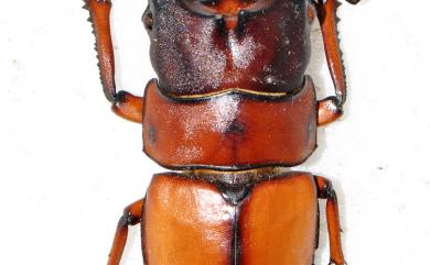 Prosopocoilus astacoides blanchardi (Parry, 1873) 兩點鋸鍬形蟲