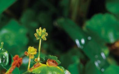 Hydrocotyle sibthorpioides Lam. 天胡荽