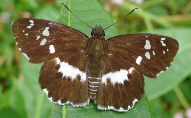 Tagiades tethys moori (Mabille, 1876) 玉帶弄蝶