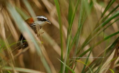 Pomatorhinus musicus Swinhoe, 1859 小彎嘴