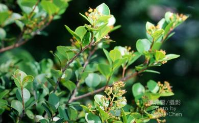 Syzygium buxifolium 小葉赤楠