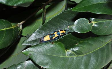 Chrysaeglia magnifica Walker, 1862 閃光苔蛾