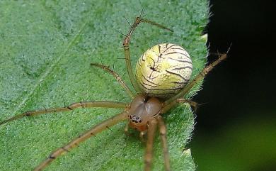 Tylorida striata (Thorell, 1877) 條紋高腹蛛