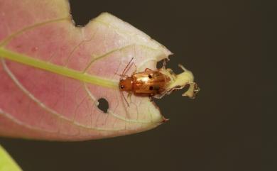 Monolepta longitarsoides Chujo, 1938 擬長腳螢金花蟲