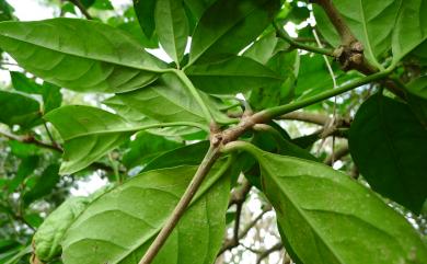 Pisonia umbellifera (J.R. Forst. & G. Forst.) Seem. 皮孫木