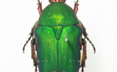 Eucetonia prasinata Bourgoin, 1915 艷邊花金龜