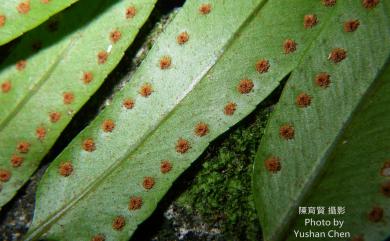 Nephrolepis biserrata (Sw.) Schott 長葉腎蕨