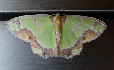 Agathia visenda curvifiniens Prout, 1917 焦斑豔青尺蛾
