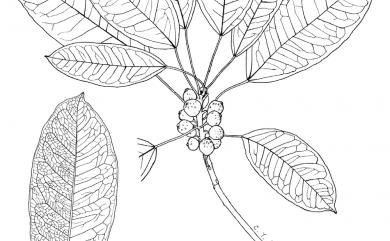 Ficus subpisocarpa Gagnep. 雀榕