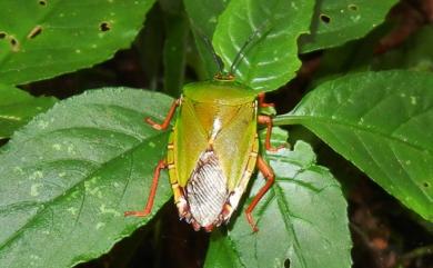 Eusthenes femoralis Zia, 1957 斑緣巨椿象