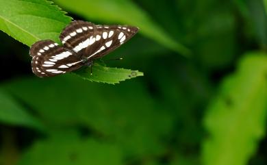 Neptis hylas luculenta Fruhstorfer, 1907 豆環蛺蝶