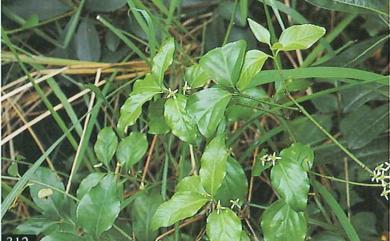 Euonymus trichocarpus Hayata 卵葉刺果衛矛