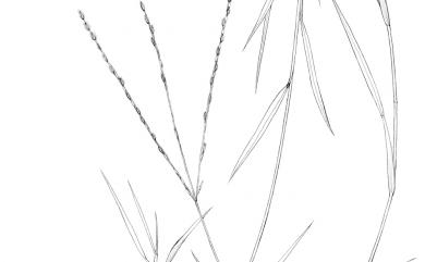 Digitaria heterantha 粗穗馬唐