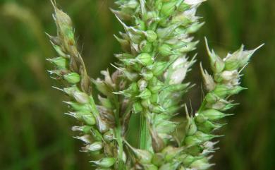 Echinochloa crus-galli 稗