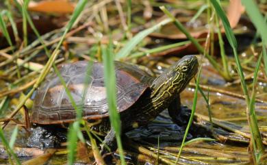 Mauremys reevesii (Gray, 1831) 金龜