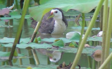 Amaurornis phoenicurus chinensis (Boddaert, 1783) 白腹秧雞