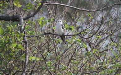 Elanus caeruleus vociferus 黑翅鳶