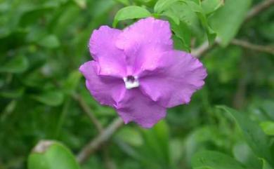 Brunfelsia uniflora (Pohl) D. Don 變色茉莉