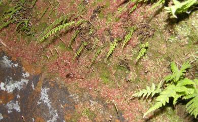 Drosera spatulata 小毛氈苔