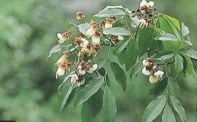 Ormosia formosana Kaneh. 臺灣紅豆樹