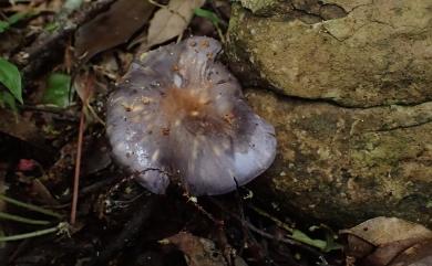 Cortinarius 絲膜菌屬