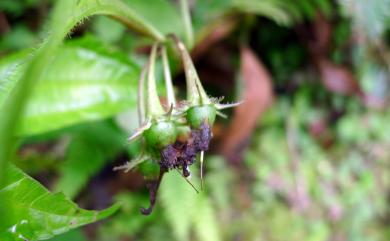 Lycianthes lysimachioides (Wall.) Bitter 蔓茄