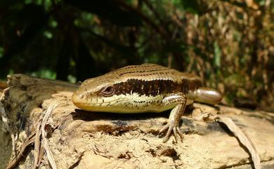 Eutropis longicaudata (Hallowell, 1856) 長尾真稜蜥