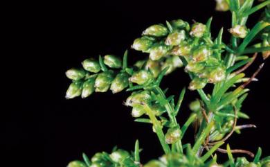 Artemisia capillaris 茵陳蒿