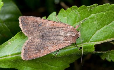 Peridroma saucia (Hübner, 1808) 疆夜蛾