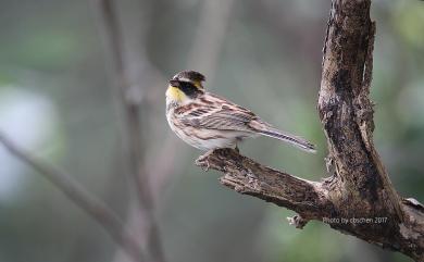 Emberiza elegans Temminck, 1836 黃喉鵐