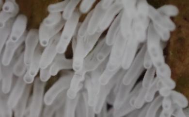 Ceratiomyxa fruticulosa var. descendens Emoto 鵝絨黏菌單枝變種
