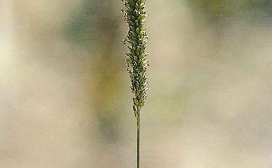 Sacciolepis indica (L.) Chase 囊穎草