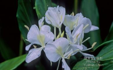 Hedychium coronarium J.Koenig 野薑花