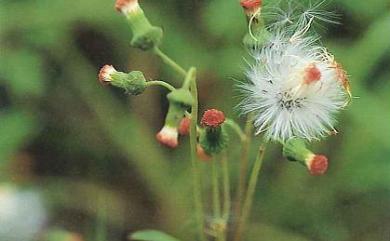 Crassocephalum crepidioides (Benth.) S.Moore 昭和草