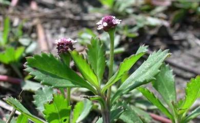 Phyla nodiflora (L.) Greene 鴨舌癀