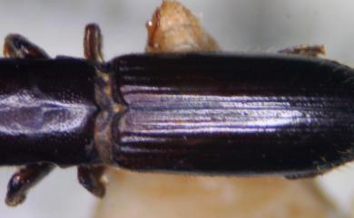 Treptoplatypus xylographus (Schedl, 1969) 松徨長小蠹