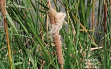 Typha angustifolia 水燭