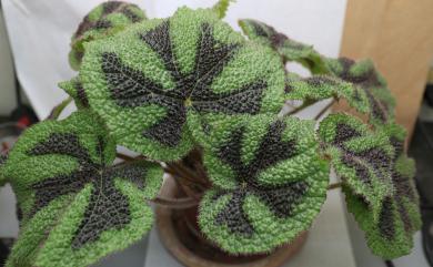 Begonia masoniana 鐵十字秋海棠