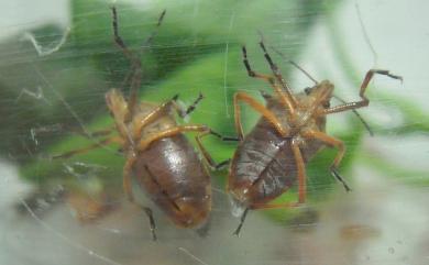 Andrallus spinidens (Febricus, 1787) 黃邊椿象