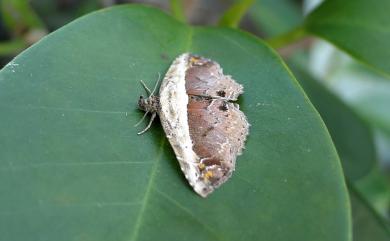 Lophoruza albicostalis (Leech, 1889) 半白蝠裳蛾