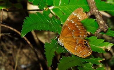 Abisara burnii etymander 白點褐蜆蝶